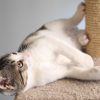 Cat Tree - 3-Storey Cat Tower Condo - Image 7