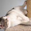 Cat Tree 6 feet tall white cat tower - Image 2