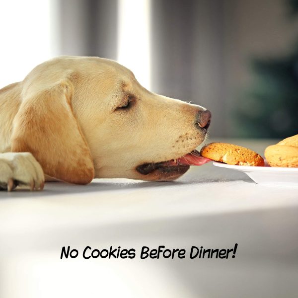 4 Panel Indoor Foldable Dog Fence - Image 4