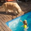 2-layer memory foam pet pad - Image 3